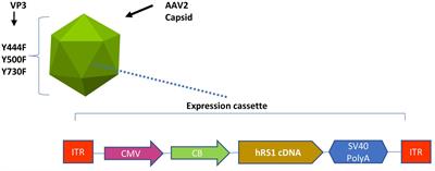 The dose-response relationship of subretinal gene therapy with rAAV2tYF-CB-hRS1 in a mouse model of X-linked retinoschisis